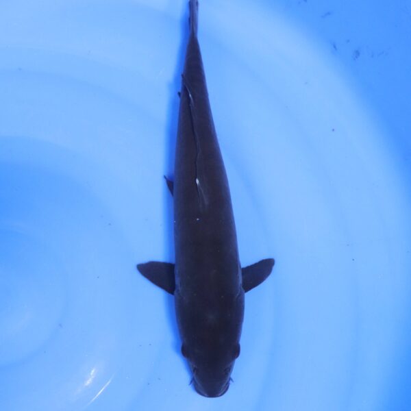 Carpe koi Karasugoi – Karasugoi 35cm (4569)