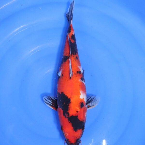 Carpe koi Showa – Hi Showa 40cm (4570)