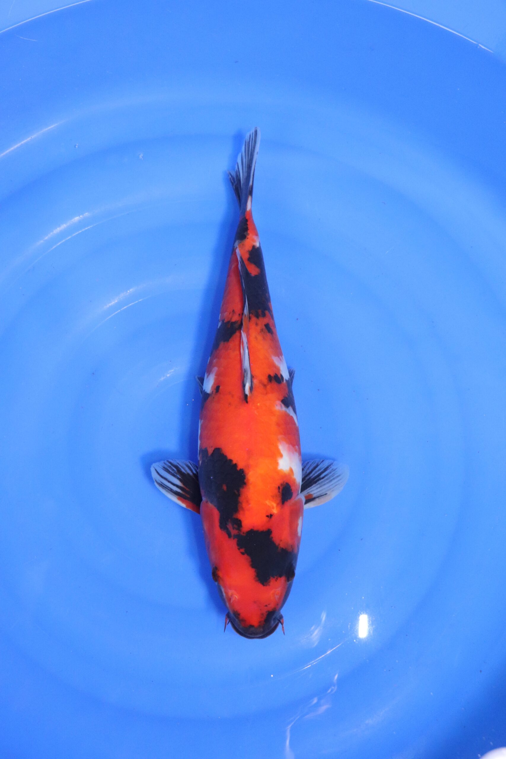 carpe koi japonaise showa (4570)