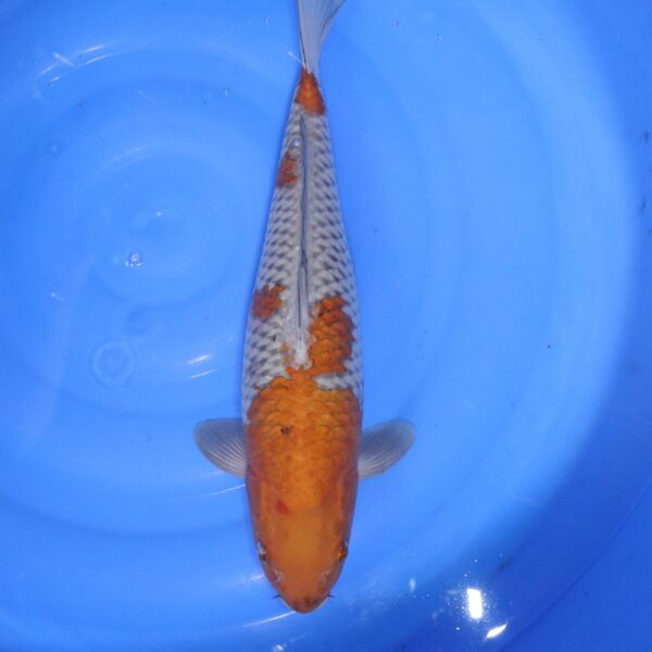 Carpe koi Ochiba – Ochiba 44cm (4572)