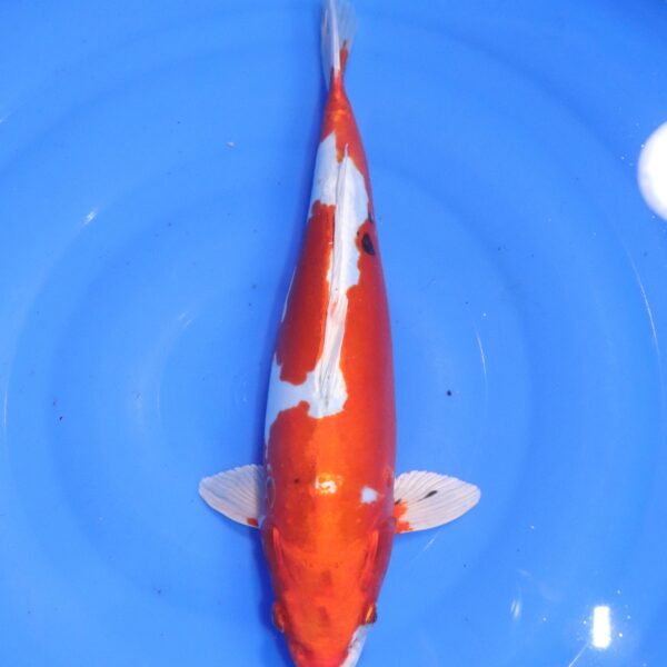 Carpe koi Yamato Nishiki – Yamato Nishiki 36cm (4579)