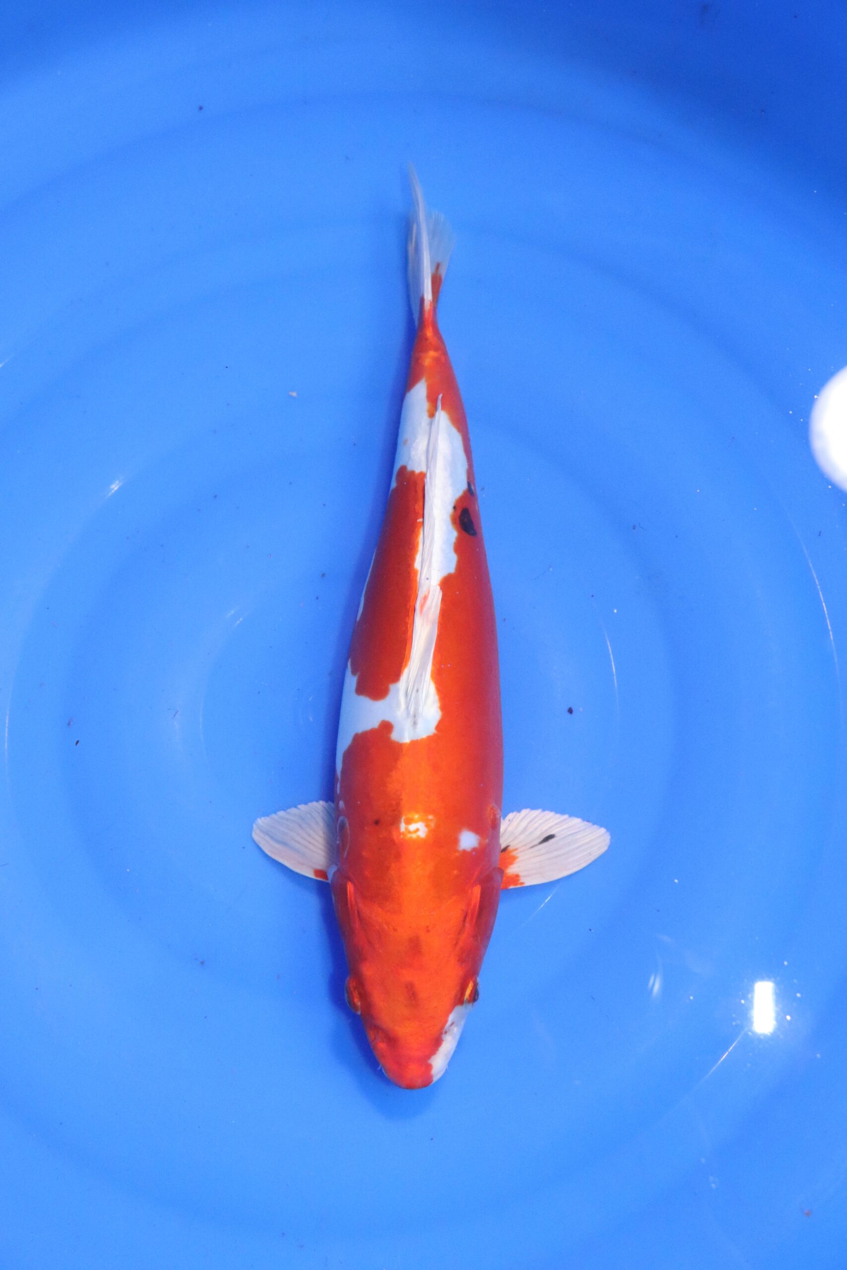 carpe koi japonaise Yamato Nishiki (4579)