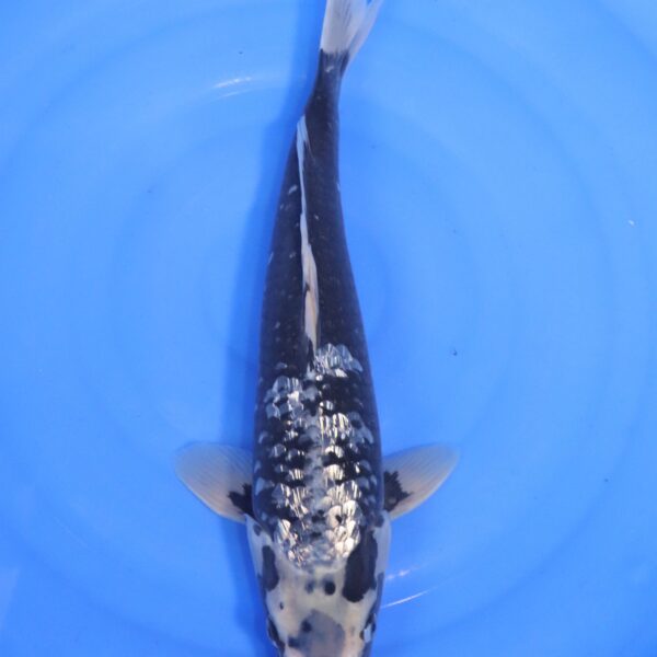 Carpe koi Matsukawabake – Matsukawabake Ginrin 45cm (4591)