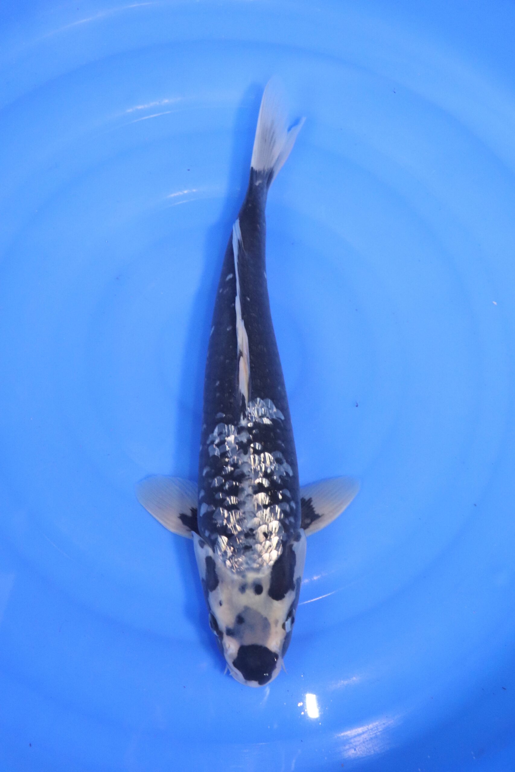 carpe koi japonaise matsukawabake ginrin (4591)