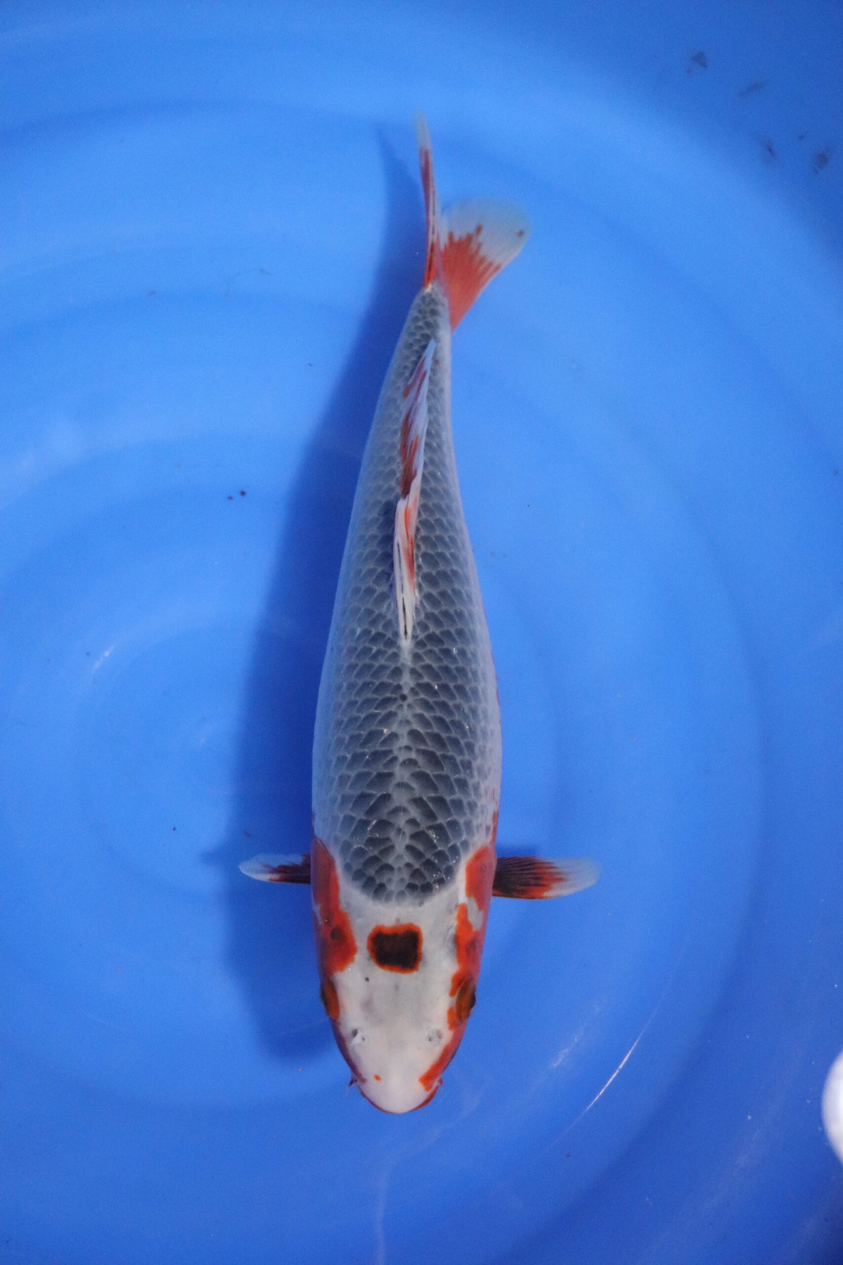 carpe koi japonaise Asagi 4615