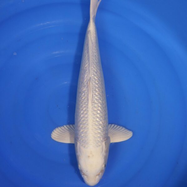 Carpe koi Platinum Ogon – Platinum Ogon 47cm (4624)