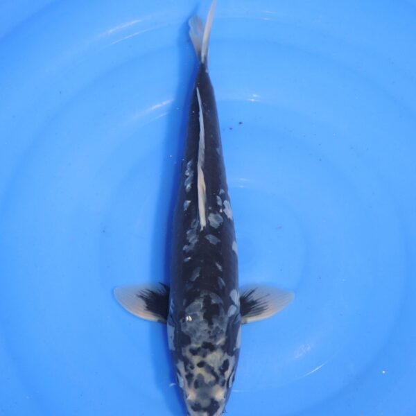 Carpe koi Hageshiro – Hageshiro Doitsu 35cm (4631)