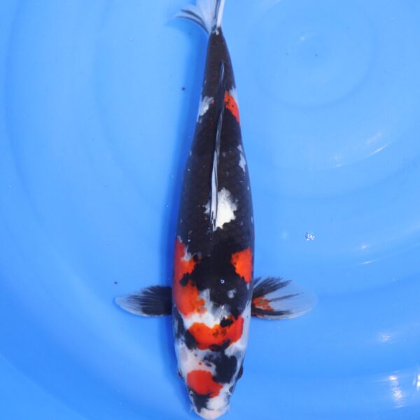 Carpe koi Showa – Showa 36cm (4633)