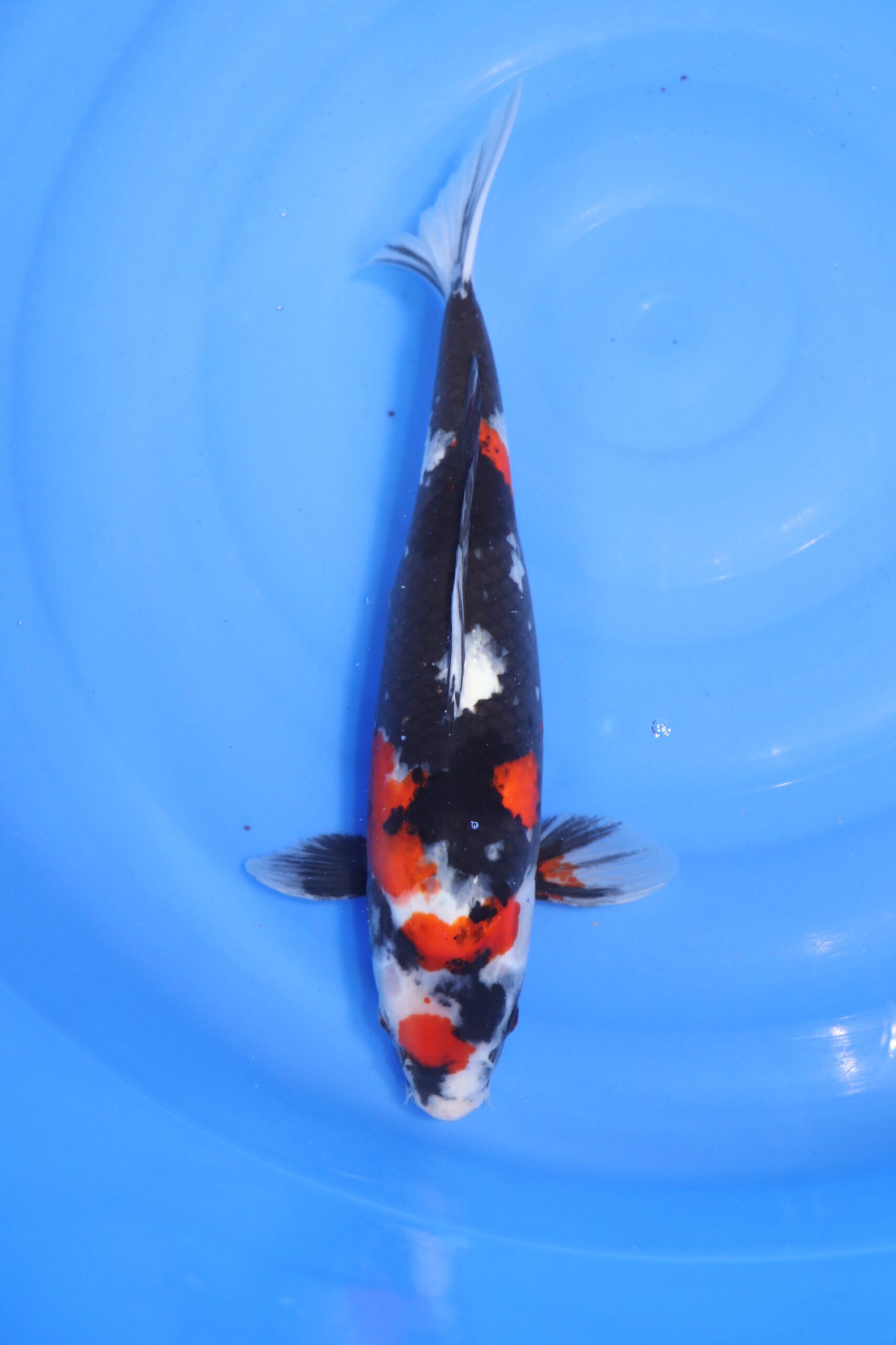 carpe koi japonaise Showa (4633)