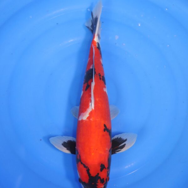 Carpe koi Showa – Hi Showa 45cm (4634)