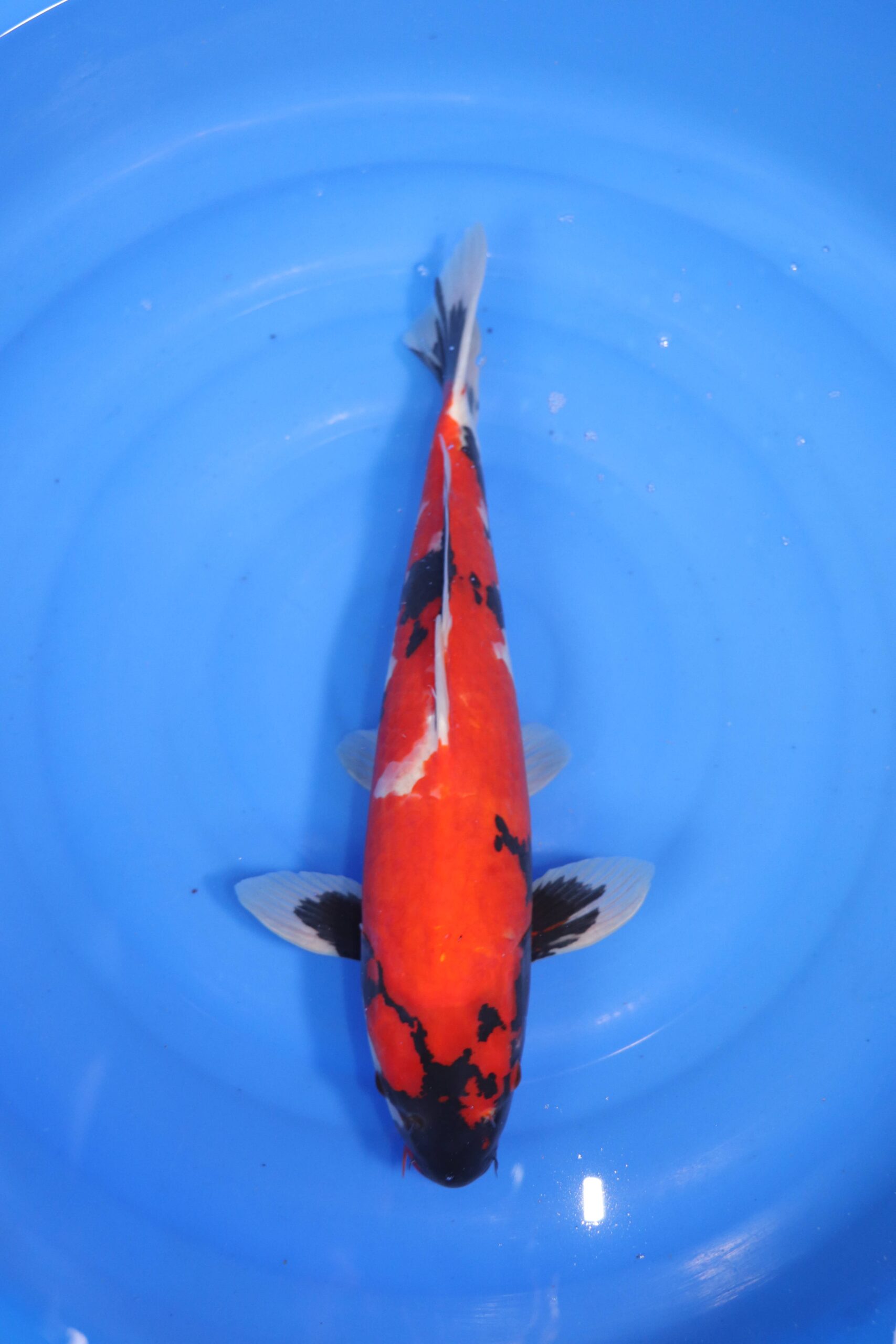 carpe koi japonaise showa (4634)