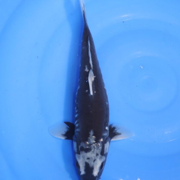 Carpe koi Hageshiro – Hageshiro Doitsu 35cm (4641)