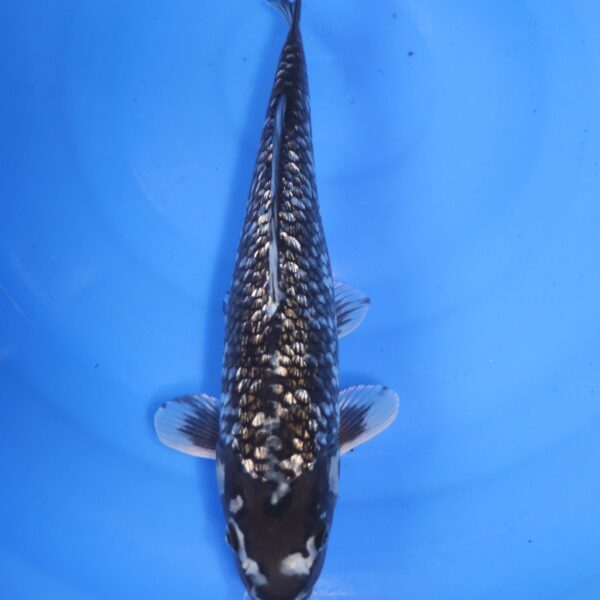 Carpe koi Matsukawabake – Matsukawabake Ginrin 33cm (4643)