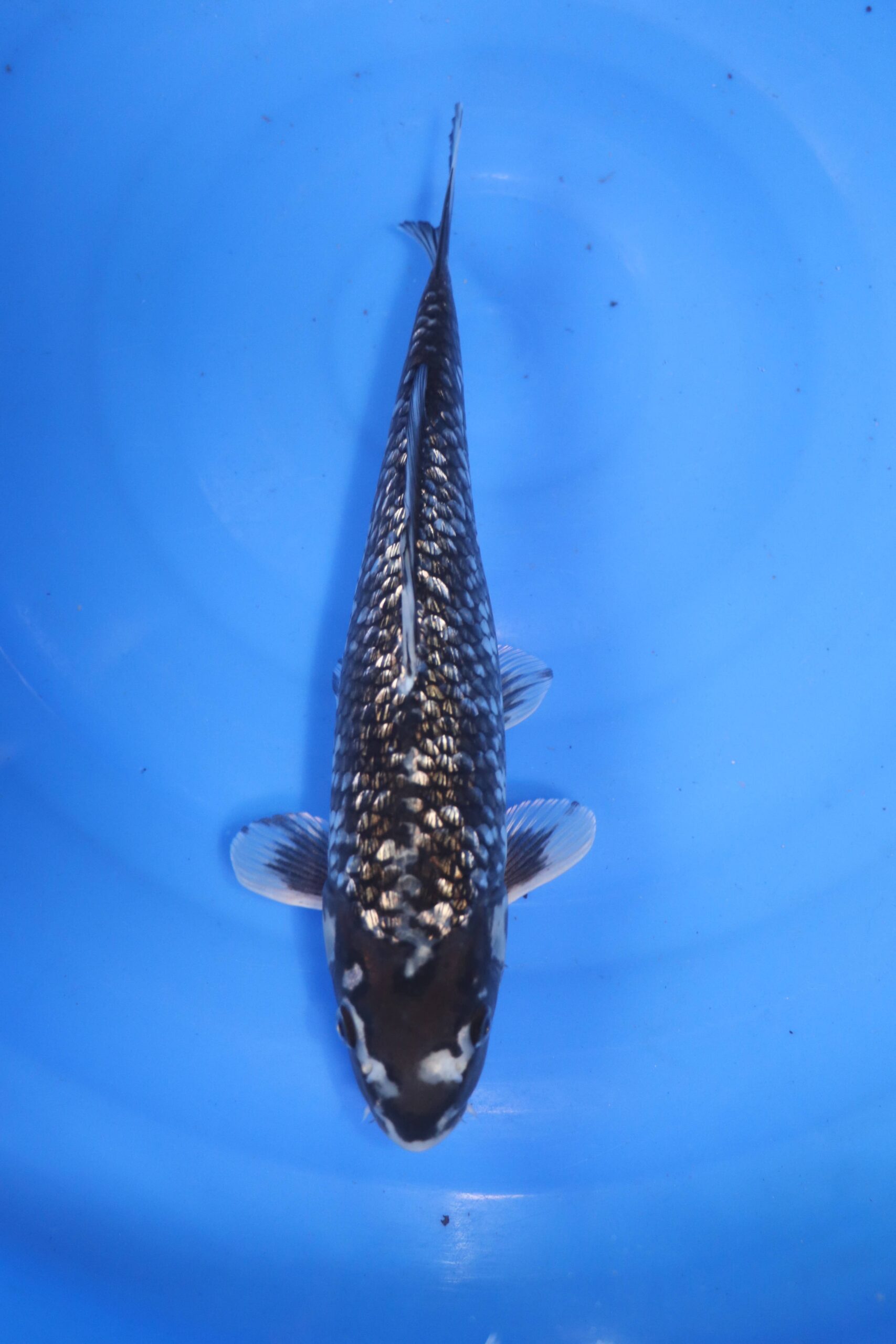 Carpe koi japonaise matsukawabake ginrin (4643)