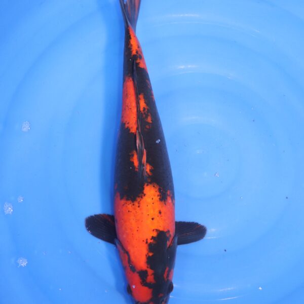 Carpe koi Hi Utsuri – Hi Usturi 46cm (4644)
