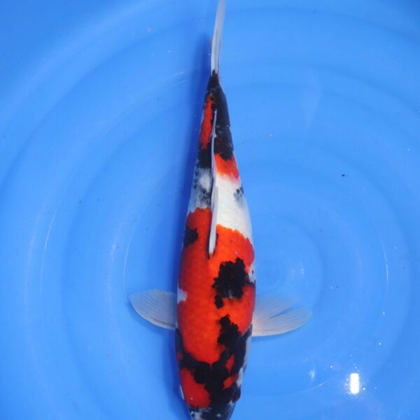 Carpe koi Showa – Showa 40cm (4648)