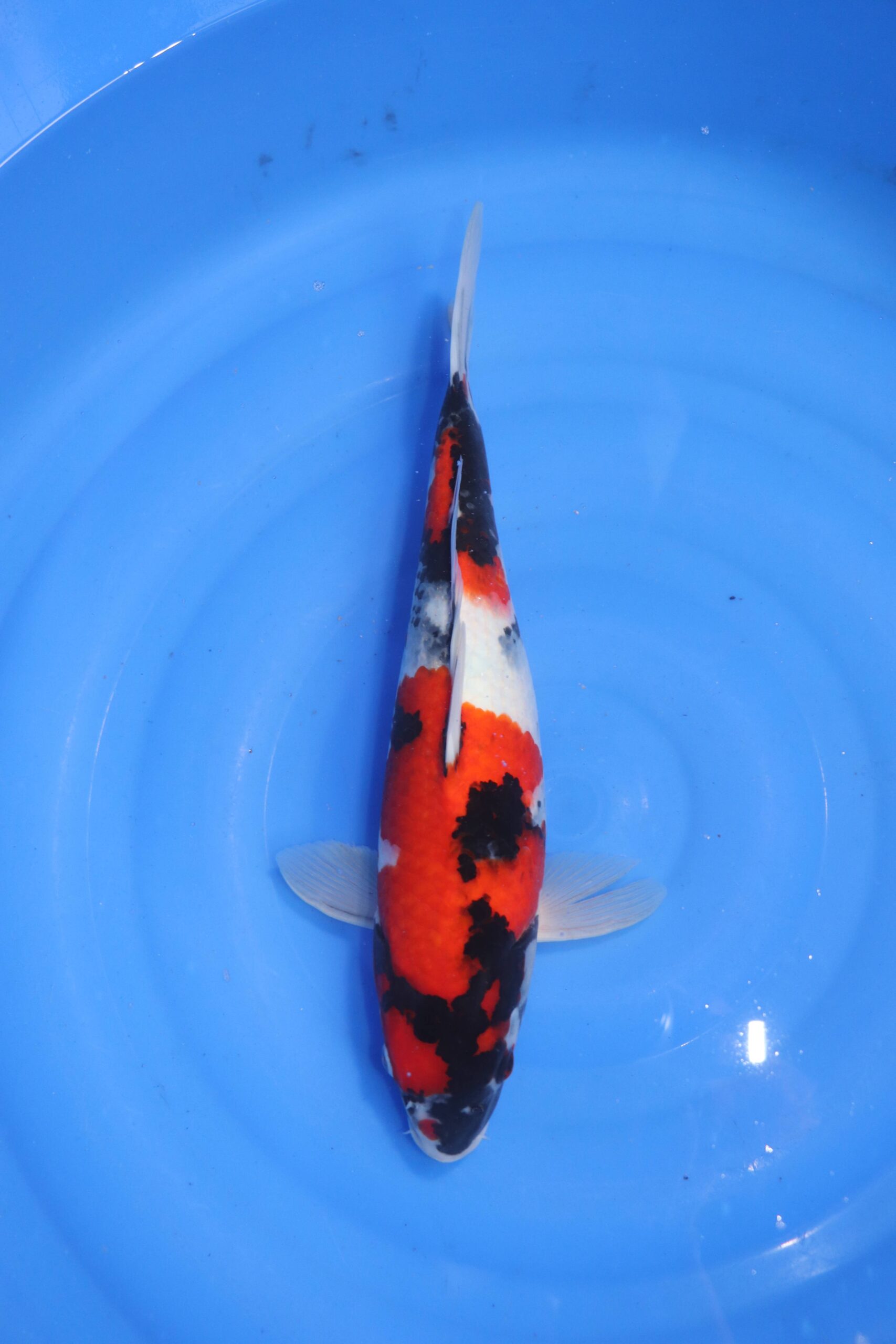 carpe koi japonaise showa (4648)