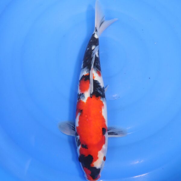 Carpe koi Showa – Showa 40cm (4655)