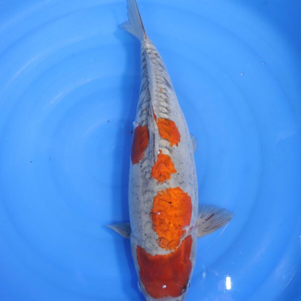 Carpe koi Ochiba – Ochiba Doitsu 50cm (4657)