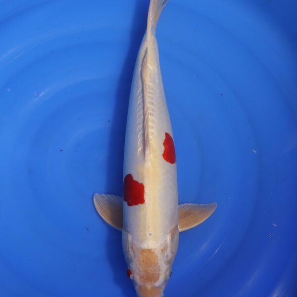Carpe koi Kikusui – Kikusui 48cm (4666)