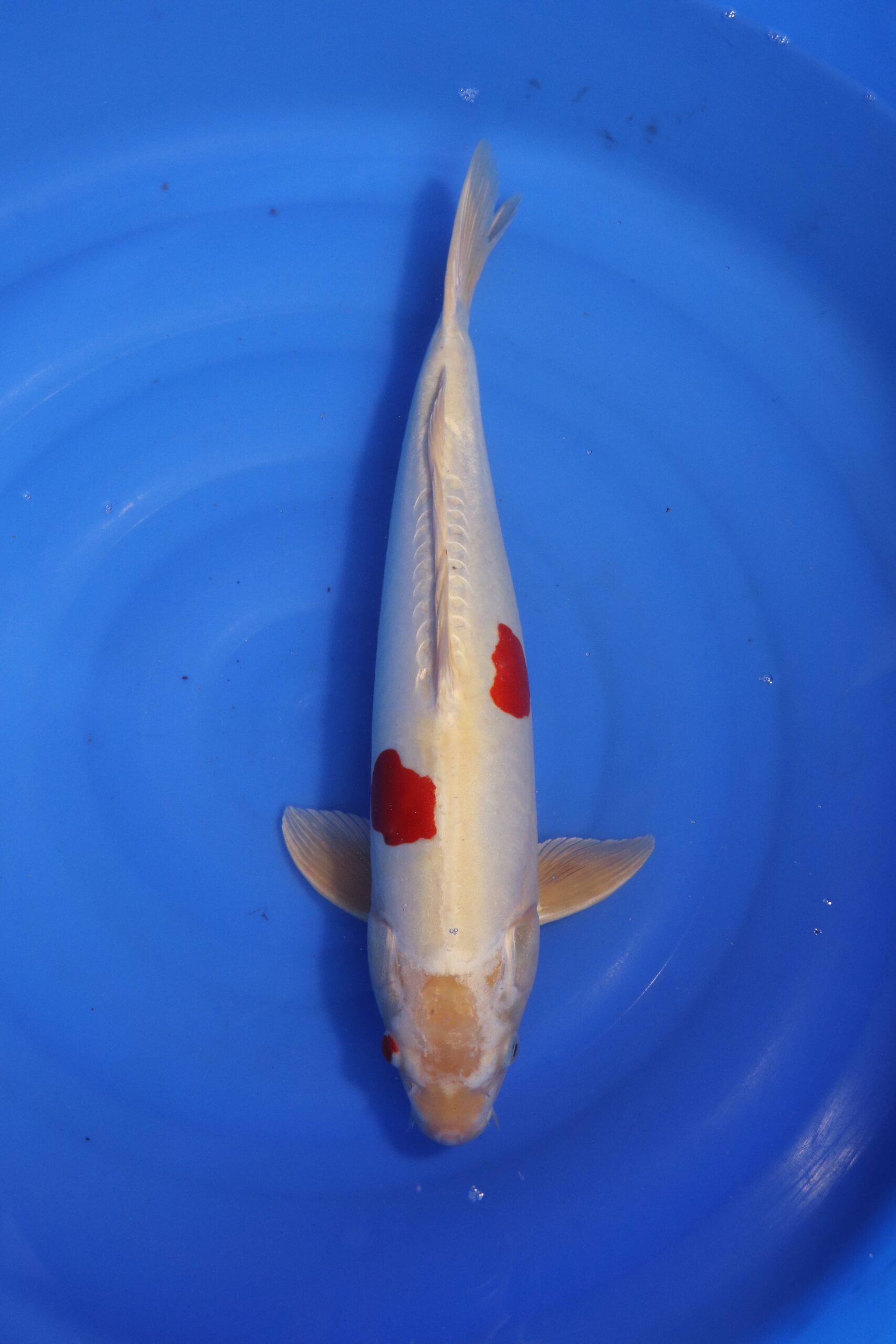 carpe koi japonaise kikusui (4666)