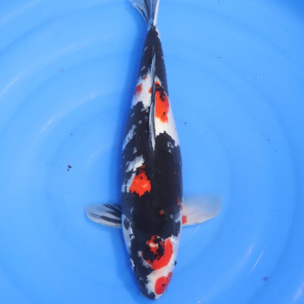 Carpe koi Showa – Showa 45cm (4676)