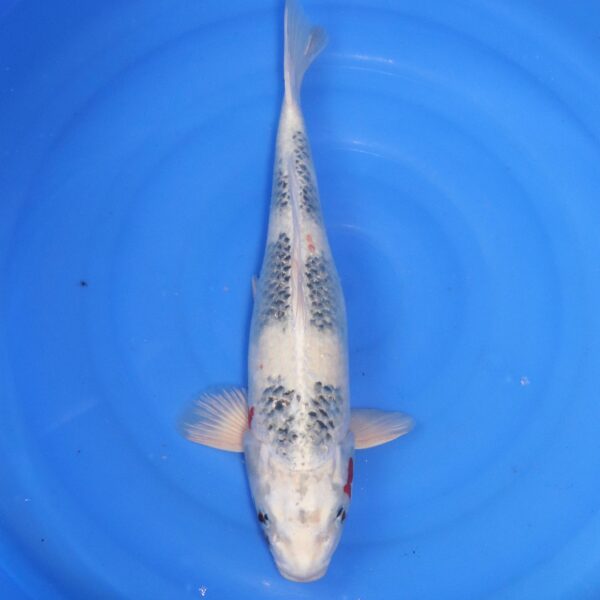Carpe koi Showa – Kin Showa 50cm (4682)