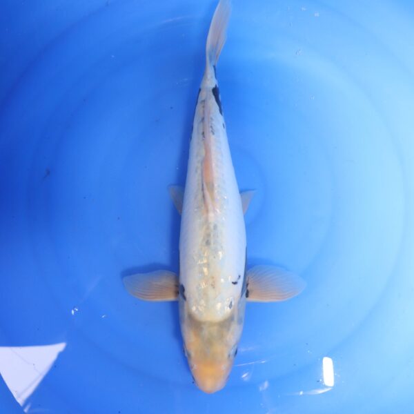 Carpe koi Beni Kumonryu – Beni Kumonryu 44cm (4700)