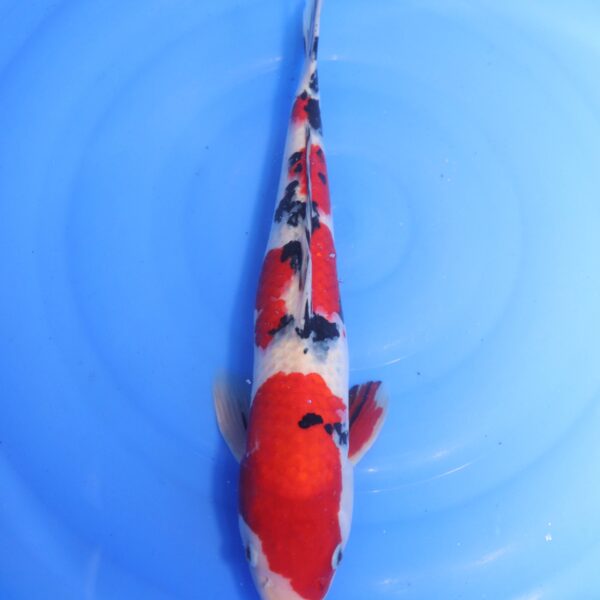 Carpe koi Showa – Showa 46cm (4703)