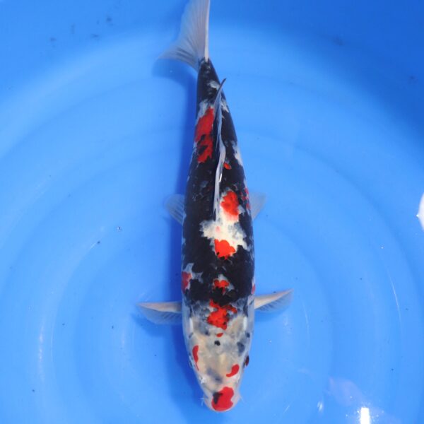 Carpe koi Showa – Showa 40cm (4711)