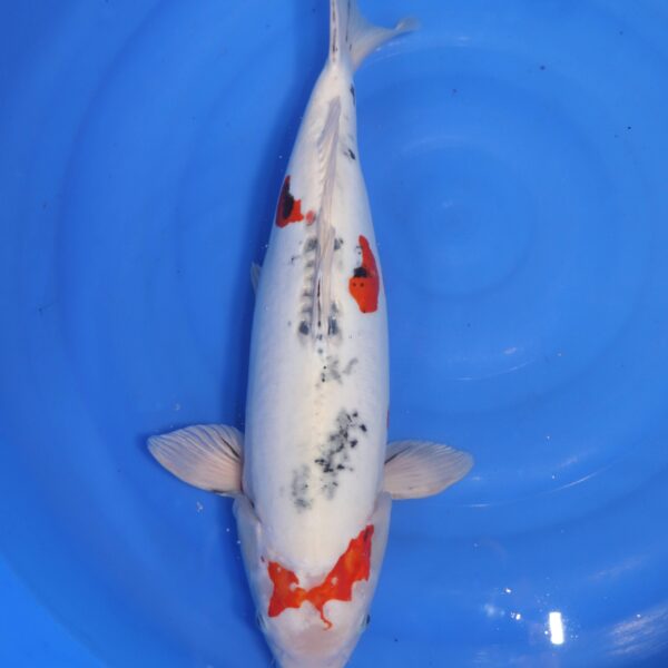 Carpe koi Yamato Nishiki – Yamato Nishiki 50cm (4712)
