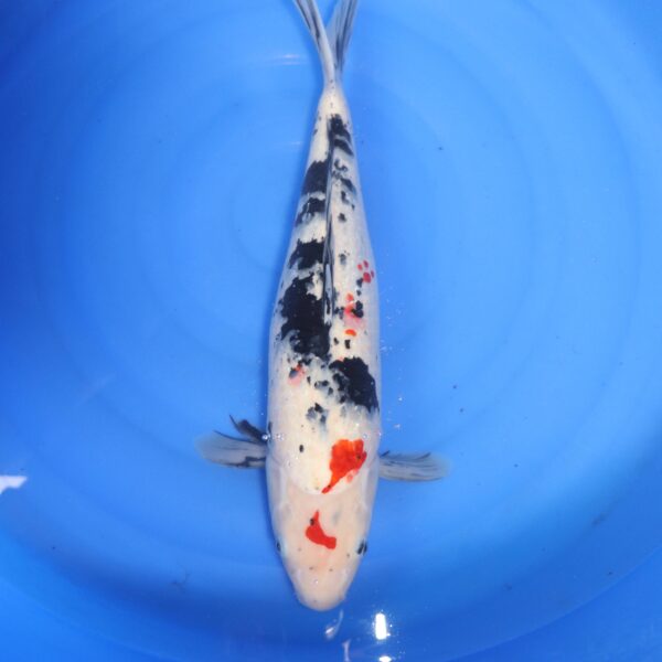 Carpe koi Showa – Showa Ginrin 50cm (4716)