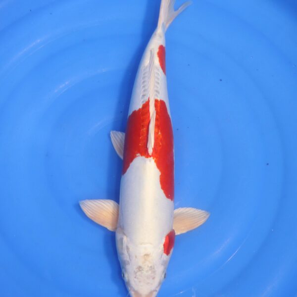 Carpe koi Kikusui – Kikusui 46cm (4717)