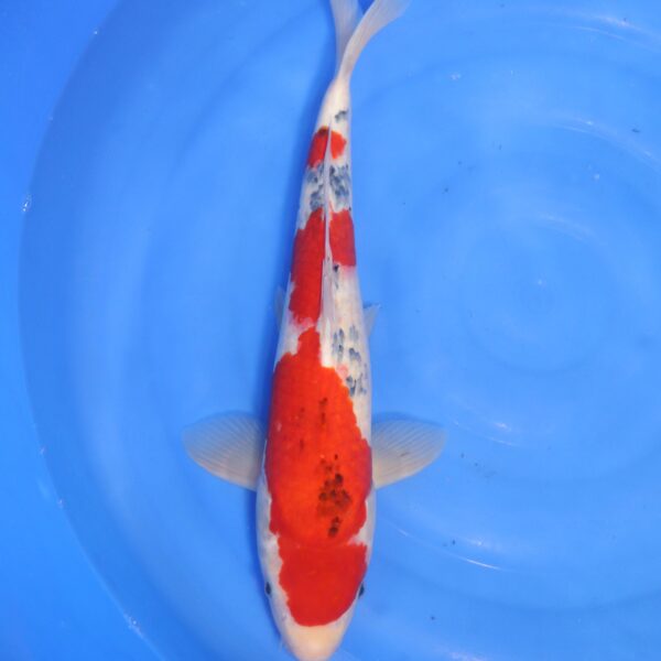 Carpe koi Sanke – Sanke 48cm (4718)