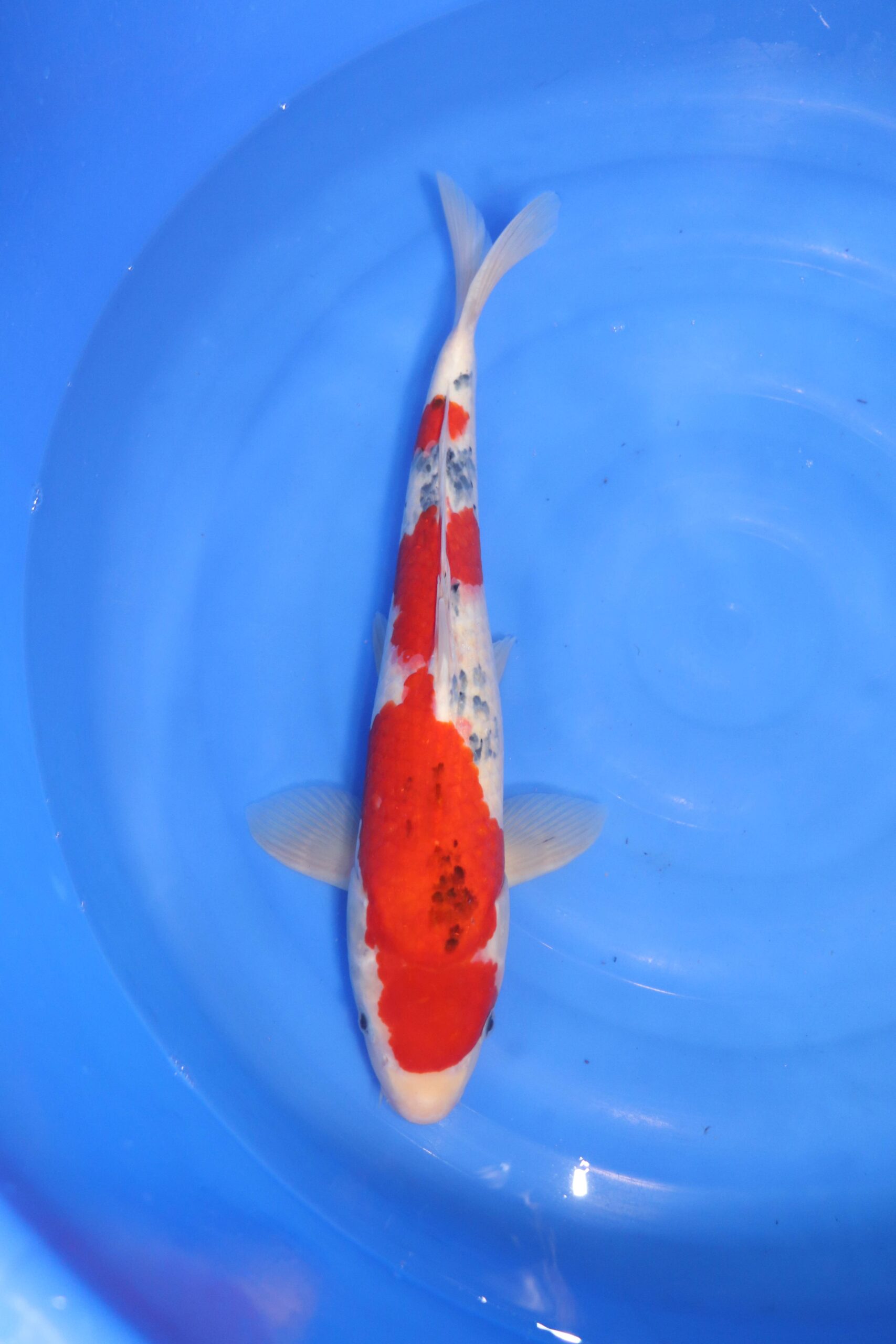 Carpe koi japonaise sanke 4718