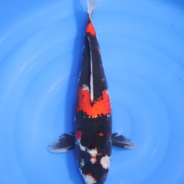 Carpe koi Showa – Showa 45cm (4721)