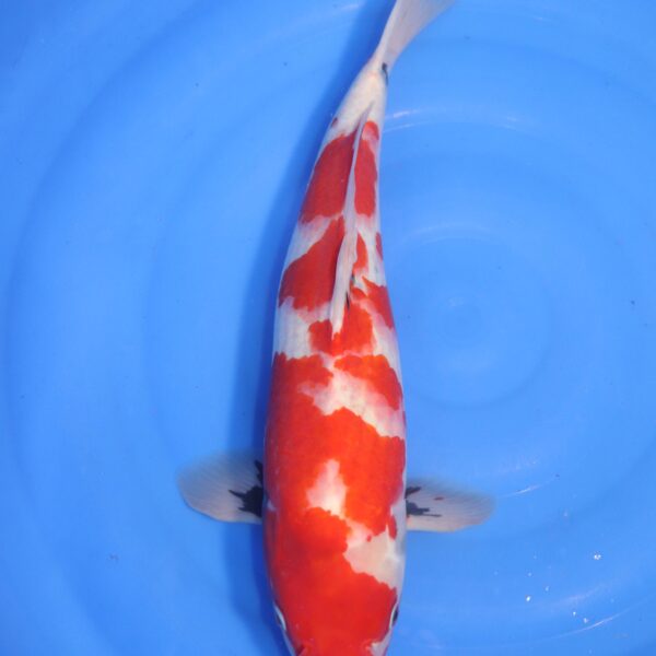 Carpe koi Showa – Hi Showa 48cm (4723)