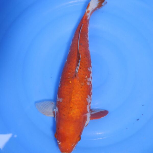 Carpe koi Ochiba – Ochiba 47cm (4724)