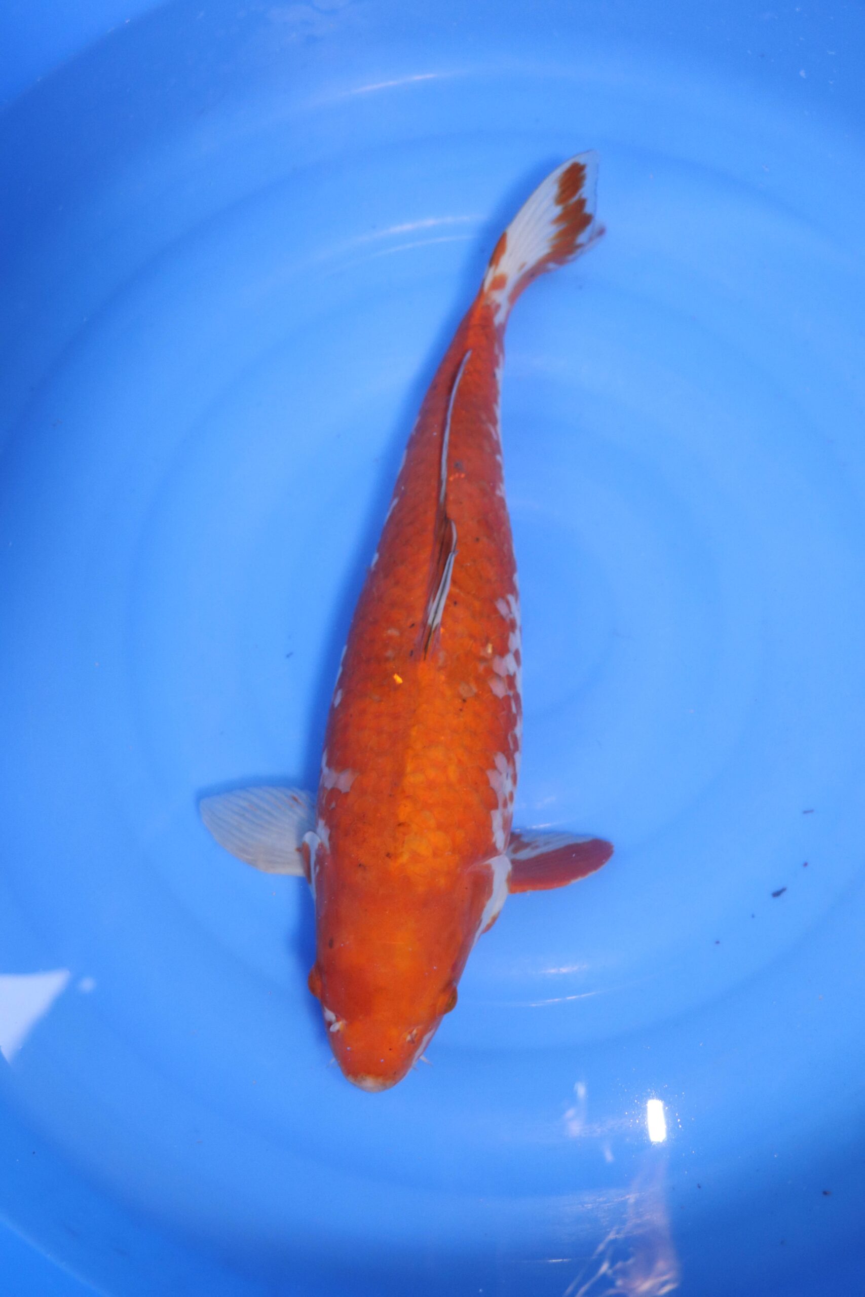 Carpe koi japonaise ochiba (4724)
