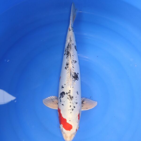Carpe koi Yamato Nishiki – Yamato Nishiki 45cm (4728)
