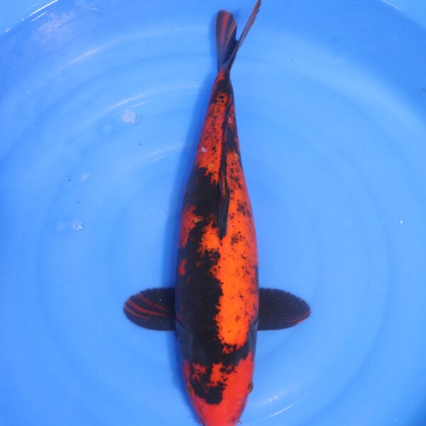 Carpe koi Hi Utsuri – Hi Utsuri 51cm (4731)