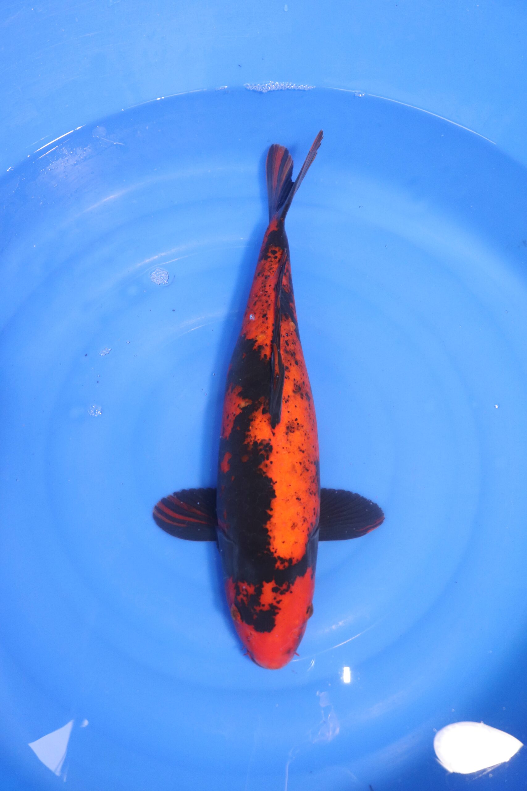 carpe koi japonaise (4731)