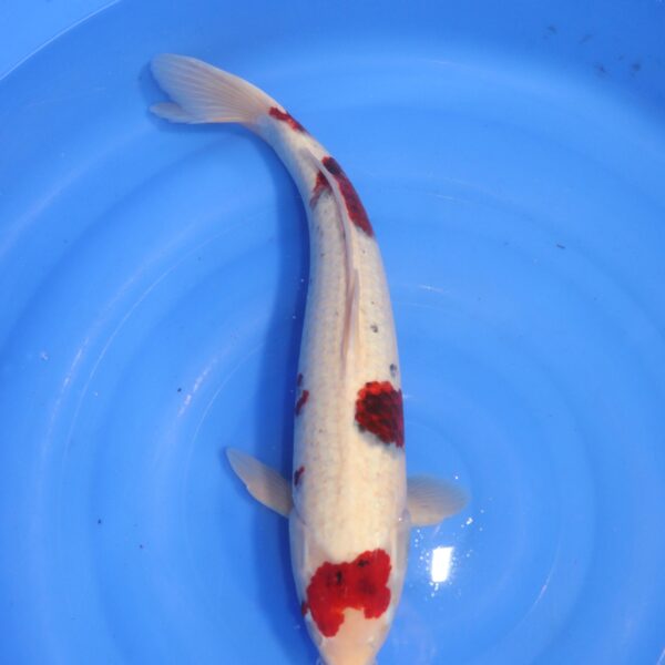 Carpe koi Goromo – Ai Goromo 46cm (4732)