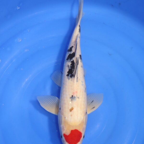 Carpe koi Tancho – Tancho Sanke 45cm (4733)