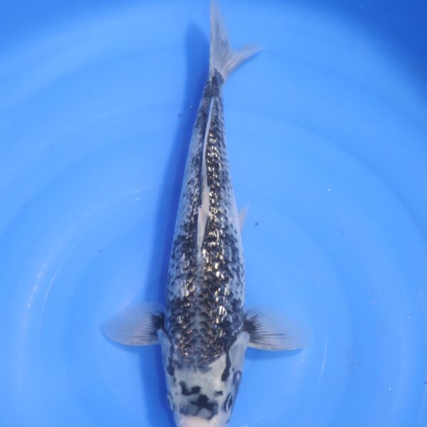 Carpe koi Matsukawabake – Matsukawabake Ginrin 40cm (4735)