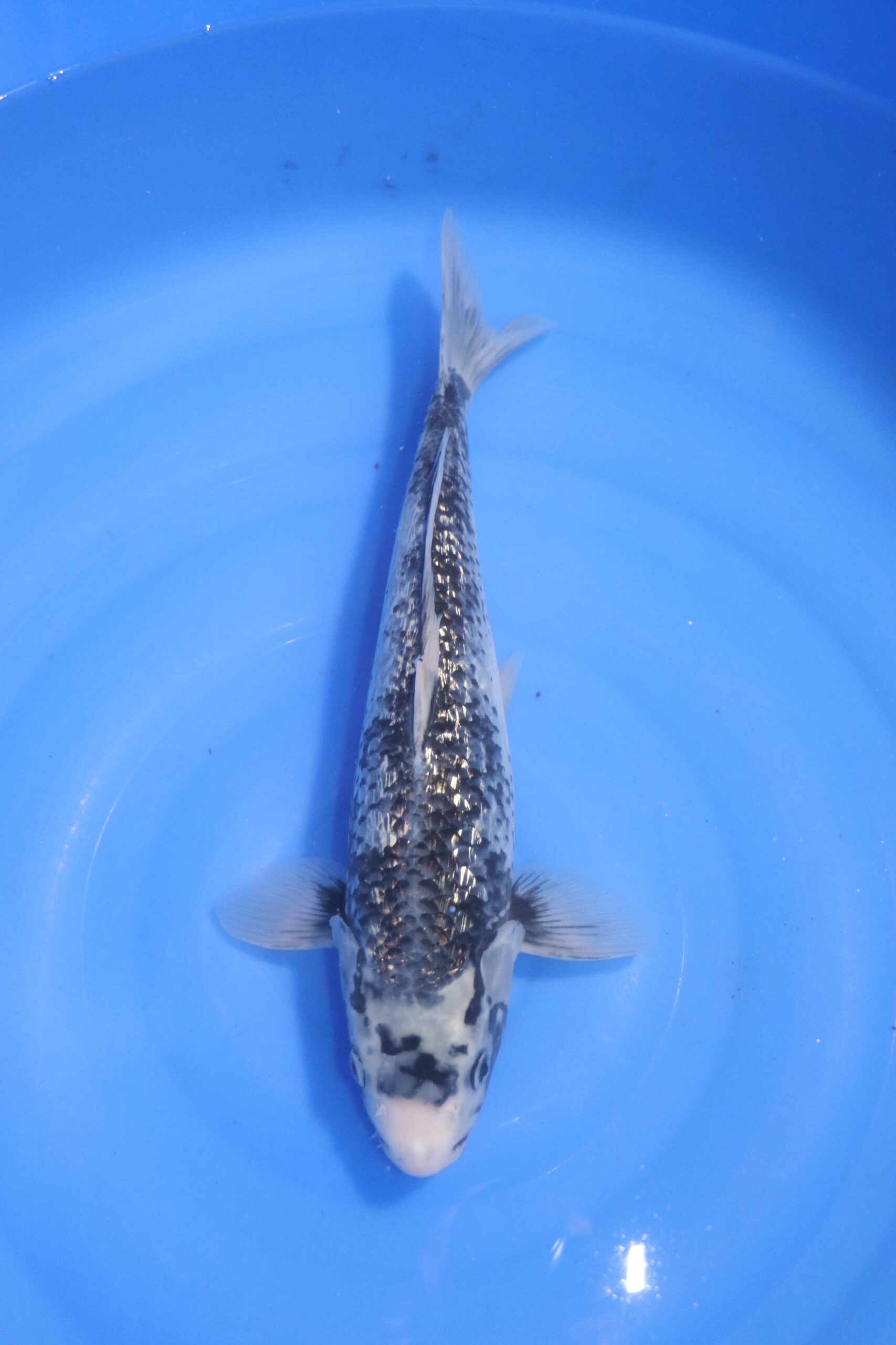 carpe koi japonaise matsukawabake ginrin 4735