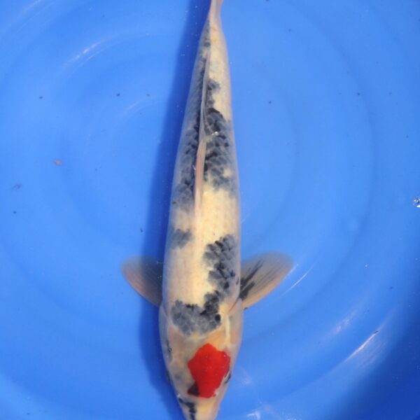 Carpe koi Tancho – Tancho Boke Showa 50cm (4738)