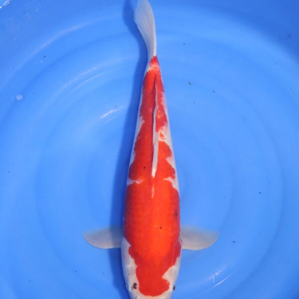 Carpe koi Kohaku – Kohaku 52cm (4741)