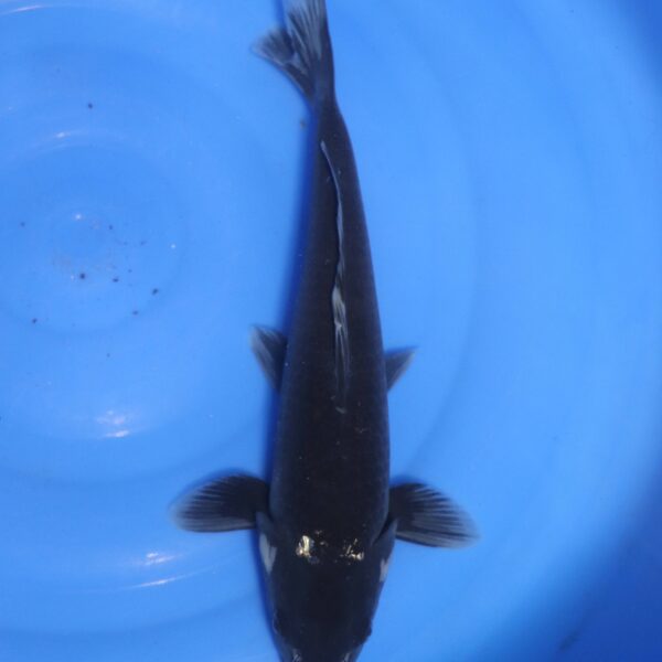 Carpe koi Hajiro – Hajiro 39cm (4742)