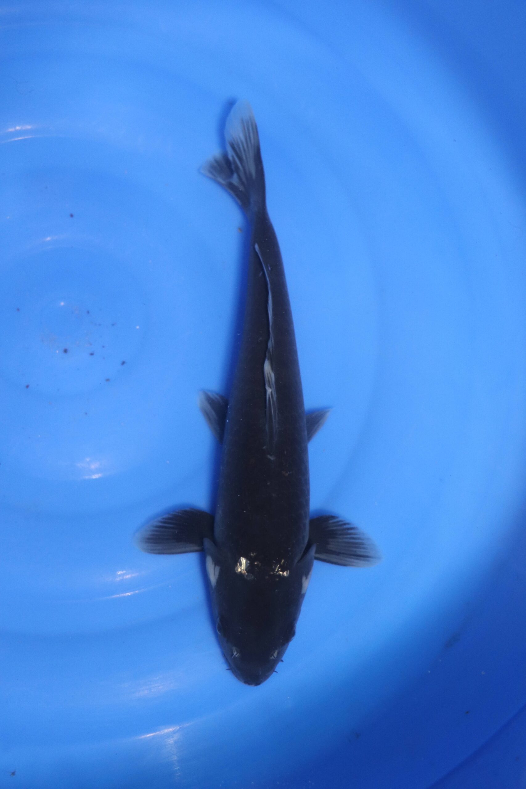 carpe koi japonaise Hajiro (4742)
